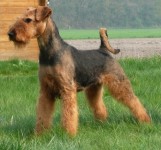 Unser Hund Sundowner's Usha (Bild #1)