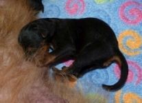 Welpen R-Wurf (Bild #1)