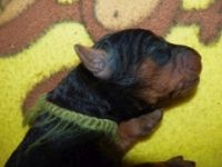 Welpen R-Wurf (Bild #2)