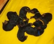 Welpen R-Wurf (Bild #3)