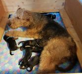 Welpen R-Wurf (Bild #5)