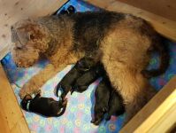 Welpen R-Wurf (Bild #5)