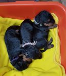 Welpen S-Wurf (Bild #10)