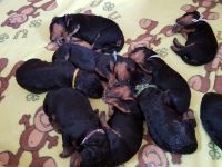 Welpen S-Wurf (Bild #13)