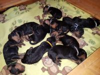 Welpen S-Wurf (Bild #14)