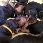 Welpen S-Wurf (Bild #15)