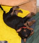 Welpen S-Wurf (Bild #17)