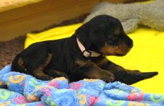 Welpen S-Wurf (Bild #18)