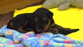 Welpen S-Wurf (Bild #19)