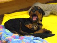 Welpen S-Wurf (Bild #20)