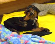 Welpen S-Wurf (Bild #22)