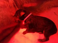 Welpen S-Wurf (Bild #3)