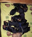 Welpen S-Wurf (Bild #4)