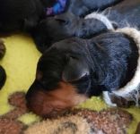 Welpen S-Wurf (Bild #5)