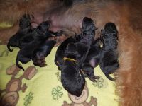 Welpen S-Wurf (Bild #7)