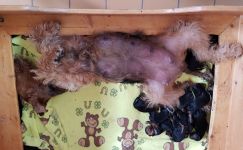 Welpen S-Wurf (Bild #9)