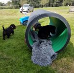 Welpen S-Wurf (Bild #24)