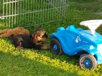 Welpen S-Wurf (Bild #26)