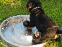 Welpen S-Wurf (Bild #27)