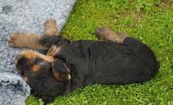 Welpen S-Wurf (Bild #28)