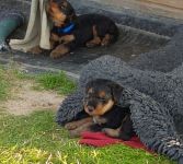 Welpen S-Wurf (Bild #29)