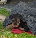 Welpen S-Wurf (Bild #30)