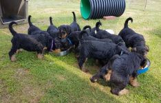 Welpen S-Wurf (Bild #31)