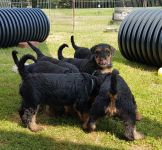 Welpen S-Wurf (Bild #32)