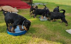 Welpen S-Wurf (Bild #33)