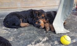 Welpen S-Wurf (Bild #35)