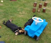 Welpen S-Wurf (Bild #39)