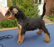 Welpen S-Wurf (Bild #40)