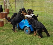 Welpen S-Wurf (Bild #44)