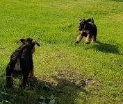 Welpen S-Wurf (Bild #47)