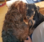 Welpen S-Wurf (Bild #49)