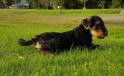 Welpen S-Wurf (Bild #50)