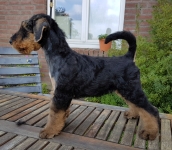 Welpen S-Wurf (Bild #51)