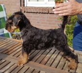 Welpen S-Wurf (Bild #52)