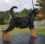 Welpen S-Wurf (Bild #54)