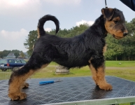 Welpen S-Wurf (Bild #55)