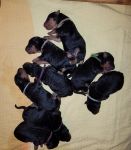 Welpen T-Wurf (Bild #3)