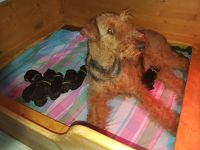 Welpen T-Wurf (Bild #4)