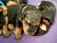 Welpen T-Wurf (Bild #7)