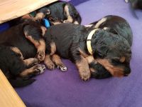 Welpen T-Wurf (Bild #8)