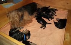 Welpen T-Wurf (Bild #11)