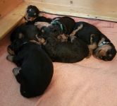 Welpen T-Wurf (Bild #12)