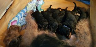 Welpen T-Wurf (Bild #13)