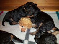 Welpen T-Wurf (Bild #15)