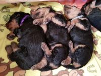 Welpen T-Wurf (Bild #18)