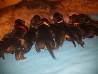 Welpen U-Wurf (Bild #11)